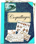 Catalogue coquillages